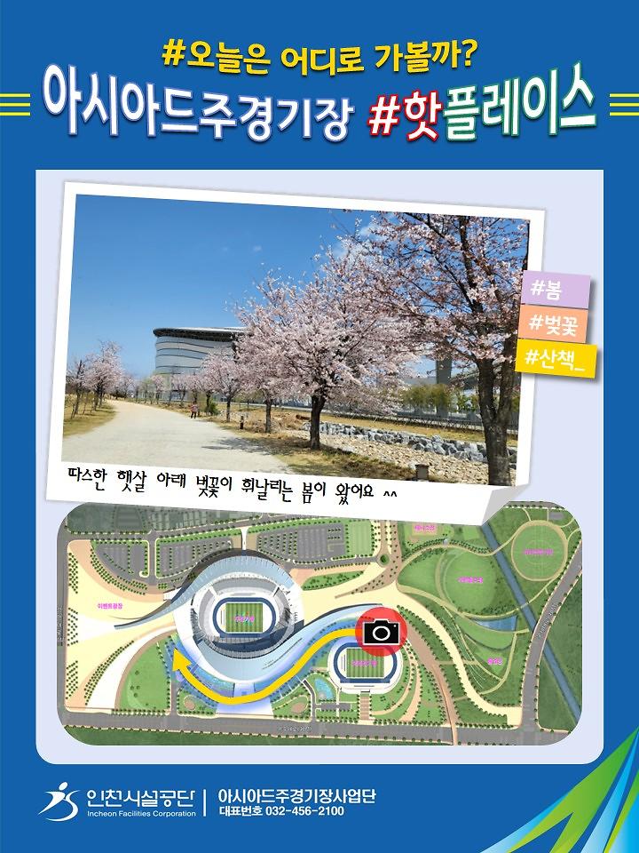 아시아드주경기장 벚꽃길 사진 사진