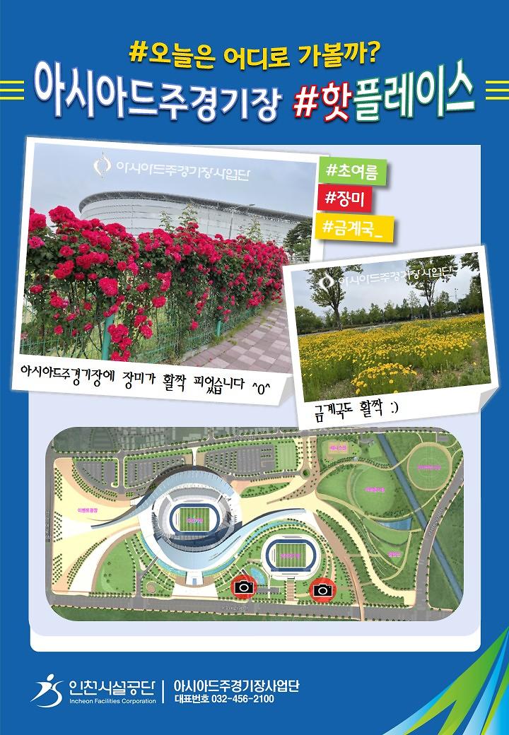 아시아드주경기장에 핀 장미꽃 그리고 금계국 사진 사진