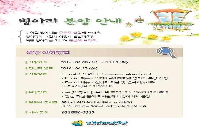 병아리분양.jpg 이미지