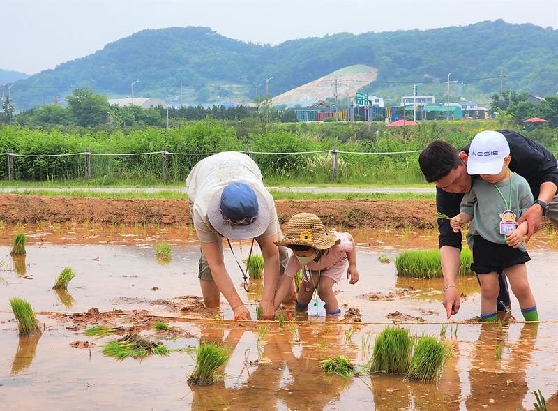 ★230601_사진자료(송도_달빛공원_시민_체험형_초심정원_조성)_경작지(논)체험.jpg 이미지