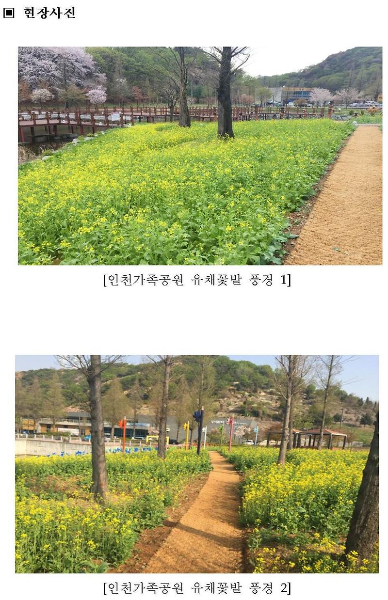 가족공원사업단 인천가족공원으로 유채꽃 보러 오세요002-crop.jpg 이미지