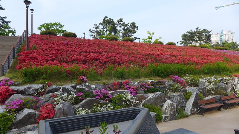 박석공원 철쭉원 사진