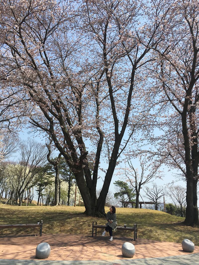 영종진-벚나무.JPG 이미지