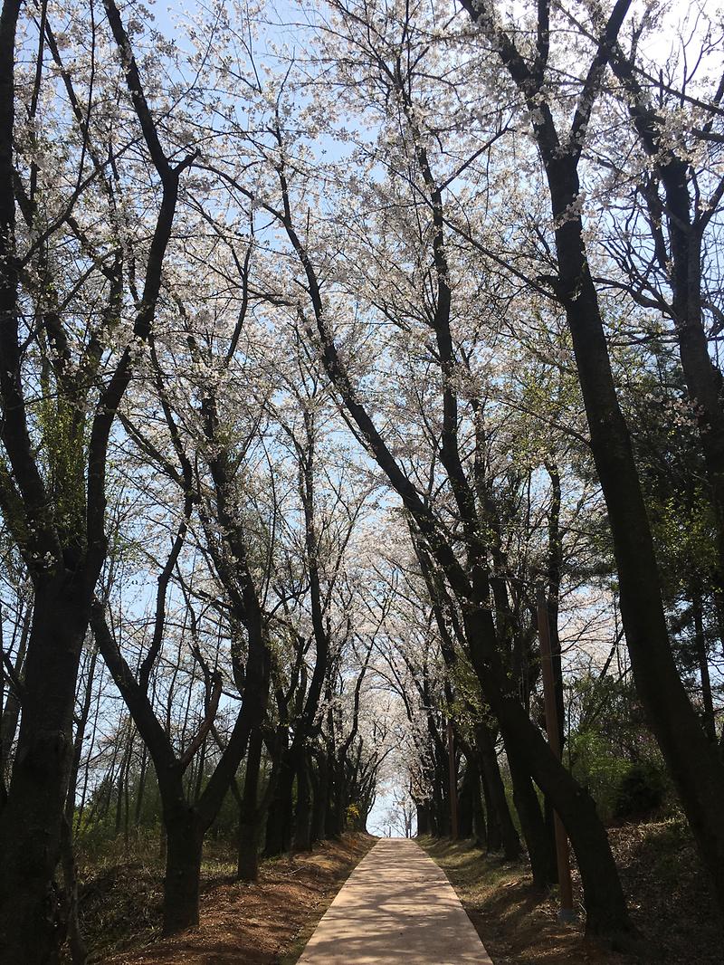 영종진-벚나무길.JPG 이미지